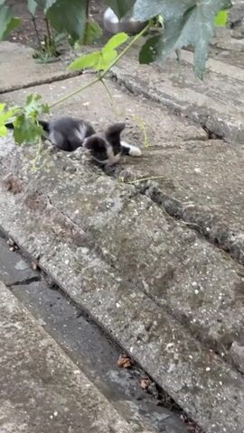 A very young black and white kitten is seen on a weathered concrete surface. The kitten is playing with a green vine that is growing near it, batting at the leaves and stem. The kitten is small and appears to be exploring its surroundings. The concrete has cracks and is covered in some debris. Green foliage is visible in the background, suggesting an outdoor setting. The overall scene is casual and portrays a kitten engaging in playful behavior.