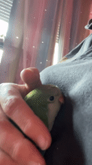 Person holds small parrot in Rome