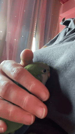Person holds small parrot in Rome