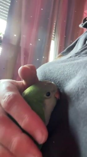 Person holds small parrot in Rome