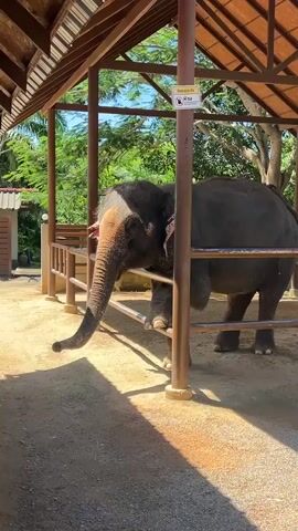 An adult elephant with its trunk extended is leaning on a metal railing. The elephant is partially visible, with its head and front legs in the frame. The elephant appears to be in an enclosure with a wooden roof structure and metal bars. The ground is sandy and there are trees and foliage in the background. The lighting suggests it is daytime with sunlight casting shadows.