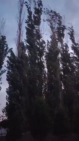The video shows tall trees with dark green foliage swaying in the wind. The sky is overcast with clouds, and the lighting suggests it is either dawn or dusk. The camera appears to be moving, possibly from a vehicle, as the trees and scenery blur. The trees are very tall and slender, with some appearing to have bare branches at the very top. The overall scene is natural, with no visible human activity or man-made structures that are clearly identifiable, other than a hint of a road or path in the foreground and a faint line that might be a wire.