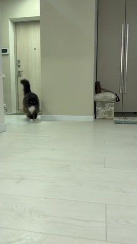 A fluffy black and white cat walks across a light wood-grain floor toward the camera. The cat is in the foreground, and the background shows a closed door with a white frame and silver hardware, a cream-colored wall, and a large grey closet with silver handles. A small, decorative box with a patterned fabric is placed on the floor near the closet. The cat pauses briefly, then continues walking closer, its tail held high and fluffed.