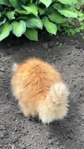 A fluffy orange kitten is exploring a garden bed. The kitten is seen from behind, its bushy tail and ginger fur clearly visible against the dark soil. The kitten is sniffing the ground, perhaps looking for something interesting. In the background, large green hosta leaves provide a lush backdrop. The ground appears to be recently tilled or dug, with loose soil and a few small pieces of debris. The lighting suggests it is daytime, and the presence of plants indicates an outdoor setting. The overall impression is one of innocent exploration and curiosity in a natural environment. There is no visible text in the video.