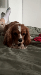 Person relaxes with pets on bed in Veliky Novgorod