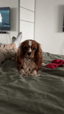 Person relaxes with pets on bed in Veliky Novgorod