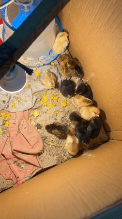 Hen tends chicks in makeshift brooding box in Bulgaria