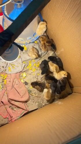 Hen tends chicks in makeshift brooding box in Bulgaria