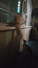Cats, neon, and night football in Nizhny Novgorod