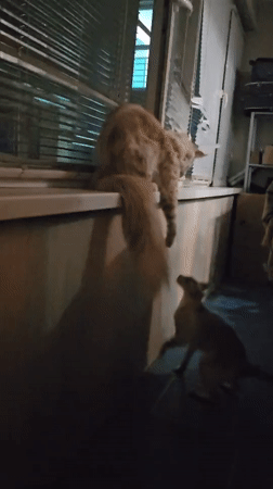 Cats, neon, and night football in Nizhny Novgorod
