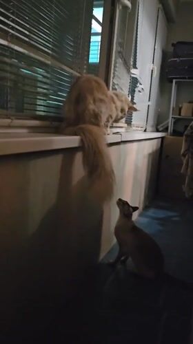Cats, neon, and night football in Nizhny Novgorod