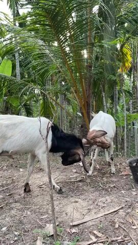 A video shows two goats, one predominantly white with a black head and the other white with brown markings on its head and brown spots on its body. They are in a natural outdoor environment with trees and foliage, including palm trees. The goats are interacting, appearing to butt heads or push against each other with their heads. The ground is covered in dirt and leaves, and there are some fallen branches. In the background, there is a wire fence and a black bucket. The sun is visible, casting light through the trees.
