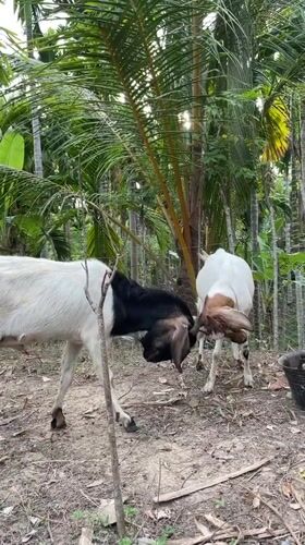 Goats in and around a wooden pen in Khang Tanjong