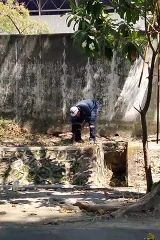 A person wearing a blue uniform and a white cap is clearing debris from the ground. The person is bent over and appears to be using their hands to gather dry grass and leaves. The environment is outdoors, with a concrete wall in the background and trees and foliage visible. The ground is covered with dirt and debris. There is a stone wall or structure in the foreground. The lighting suggests it is daytime.