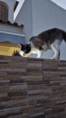 Cats exploring residential outdoor spaces with garden surroundings