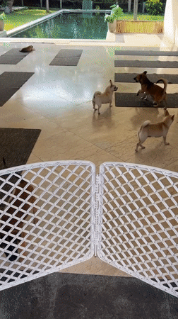 Dogs lounging at a sun-drenched open-air pavilion in Mengwi