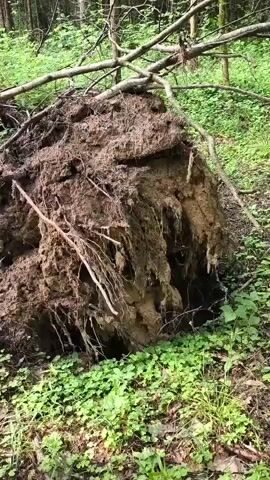 The video shows a forest floor covered in fallen trees and debris. The roots of one uprooted tree are prominently displayed in the foreground. Other trees have fallen across the path, creating a scene of disarray in the dense woodland. The greenery of the forest floor and the surrounding trees suggests a natural, overgrown environment.
