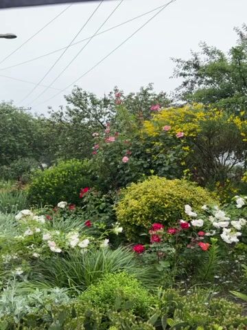 The video captures a rainy day view from inside a window, looking out onto a lush garden and sidewalk. The garden is filled with a variety of plants, including colorful roses (pink, red, and white), leafy green bushes, and yellow flowering shrubs. A wet sidewalk runs alongside the garden, and a utility pole with wires is visible in the background. The sky is overcast, and rain can be seen falling on the window, creating a blurred effect.