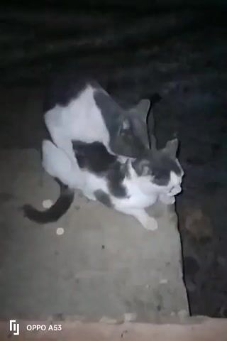 Two cats are captured on camera at night. One cat is positioned on top of the other. Both cats are predominantly white with gray markings. They are on a concrete surface near an edge. An OPPO A53 watermark is visible in the bottom left corner of the image.