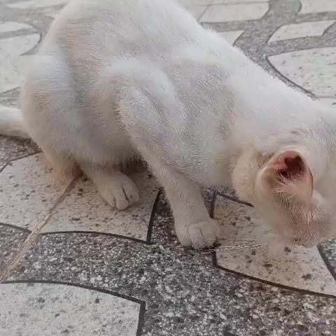 A white cat is shown on a tiled floor, with its head lowered as if sniffing something. The cat is positioned in the center of the frame, with its body angled slightly towards the right. The tiled floor has a geometric pattern of gray and white tiles. The lighting suggests it is daytime, possibly outdoors or near a window. The cat's ears are perked up, and its eyes are visible, looking downwards. The fur of the cat appears to be short and clean.