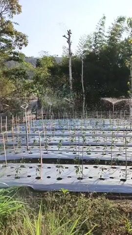 A wide shot captures a cultivated field under a bright, clear sky. Rows of young plants, supported by thin wooden stakes and covered with white plastic sheeting, stretch across the frame. Water sprinklers are in operation, casting a fine mist over the plants. In the background, a dense line of trees and bamboo stalks forms a natural boundary, with a few taller trees interspersed. The sun shines from the upper left, creating a bright, slightly hazy atmosphere. The foreground features rougher vegetation and soil. The scene depicts agricultural activity, specifically the irrigation of a crop.