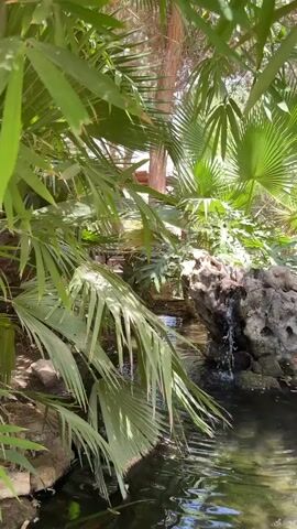 A gentle waterfall cascades over rocks into a dark pool of water surrounded by lush green palm fronds and other foliage. The scene is bathed in sunlight, suggesting an outdoor environment. The water's surface is rippled by the falling water and possibly a light breeze.