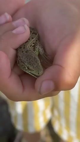 A close-up shot shows a small lizard resting in cupped hands. The lizard, with green and brown markings, appears to be looking towards the viewer. The hands are holding the lizard gently. The background is blurred, with hints of yellow and white stripes, possibly from clothing. The lighting suggests it is daytime, with a warm glow on the scene.