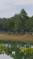 Morning lakeside observations captured around Da Lat, Vietnam