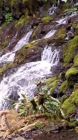 This is a close-up shot of a natural waterfall cascading down moss-covered rocks. The water is clear and white, creating a frothy appearance as it flows. Lush green vegetation, including ferns and trees, surrounds the waterfall, adding to the serene and natural environment. The lighting suggests it is daytime, and the overall atmosphere is peaceful and tranquil.