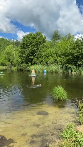 A tranquil pond is viewed from the shore. The water is a murky green, with lighter sandy shallows visible near the edge. Lush green trees form a dense backdrop, their leaves rustling gently in the breeze under a bright blue sky dotted with fluffy white clouds. A small, man-made structure, possibly a bird feeder, floats in the middle of the pond. Several ducks are scattered across the water's surface, some swimming leisurely, others appearing to dive. One duck is captured in the act of diving, its body submerged beneath the ripples. The overall impression is one of natural beauty and peaceful activity.