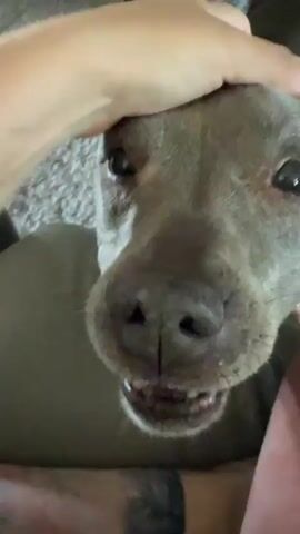 The video shows a close-up of a grey pit bull being petted on the head by a person. The dog's face is the primary focus, and it looks directly at the camera with its tongue slightly sticking out at one point. The setting appears to be indoors, with a carpeted floor and furniture visible in the background. The lighting suggests it could be daytime. The person's hand is gently stroking the dog's head, and the dog seems to be enjoying the attention. The interaction appears affectionate and relaxed. There is no visible text in the video. The location context provided is Spanaway, United States of America.