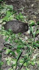 Hedgehog spotted in Ukrainian woodland during evening hours