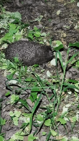 Hedgehog spotted in Ukrainian woodland during evening hours