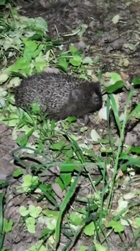 Hedgehog spotted in Ukrainian woodland during evening hours