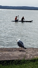 Lazy afternoon at the Constanța waterfront: paddleboards, grass, and gulls
