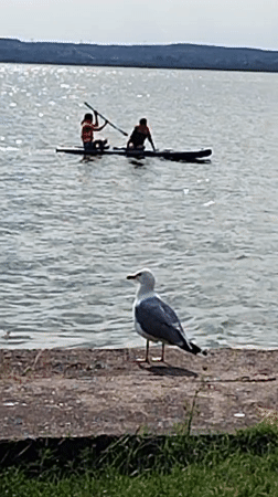 Lazy afternoon at the Constanța waterfront: paddleboards, grass, and gulls