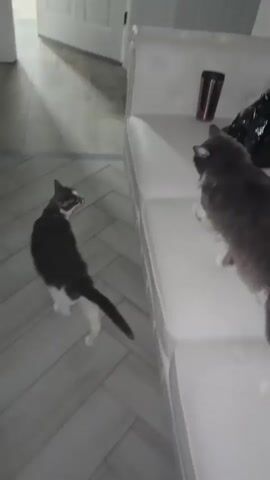 Two cats are on a white sofa and the floor. The cat on the floor is black and white. The cat on the sofa is grey and white. The sofa has tufted cushions and a white frame. The floor is made of light-colored wood-look tiles arranged in a chevron pattern. A partially open white door is in the background. The grey cat is looking at the black and white cat. The black and white cat is looking at the grey cat. The grey cat is on the sofa and has its paws on the cushion. The black and white cat is standing on the floor facing the sofa. The grey cat jumps from the sofa to the floor. The black and white cat is now on the floor. The grey cat is now on the floor.