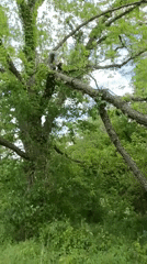 Tree maintenance work observed in Tahlequah wooded area
