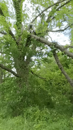 Tree maintenance work observed in Tahlequah wooded area