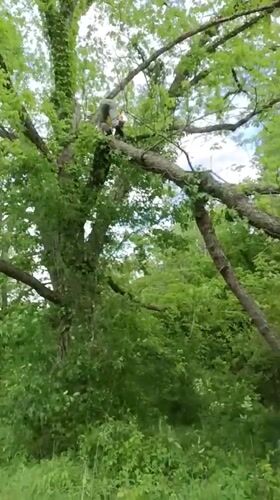 Tree maintenance work observed in Tahlequah wooded area