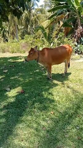 The video shows two brown cows in a grassy field with trees and tropical vegetation in the background. One cow is tied to a rope and stands still. The second cow is grazing in the shade of a tree. The scene is bathed in sunlight, with shadows cast by the trees.