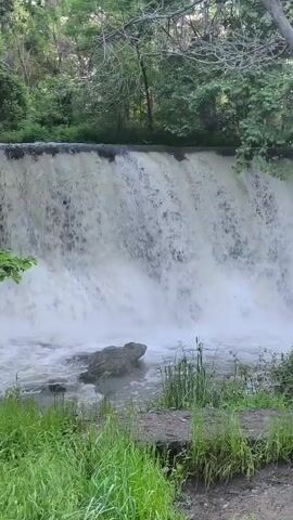 The video shows a small dam waterfall surrounded by lush green trees. The water is turbulent and foamy as it plunges over the dam, creating a misty atmosphere. A large rock is visible in the pool at the base of the falls. The foreground is filled with green grass and reeds, indicating a natural, wooded environment.