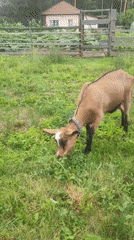 Goats grazing and browsing trees in a Russian village yard