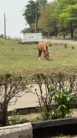 The video shows a brown horse with white markings on its legs grazing on a grassy area next to a road. In the background, there's a white generator or utility box, and trees. The foreground features a bush or shrub, partially obstructing the view. The lighting is bright, suggesting a sunny day. The camera appears to be stationary.