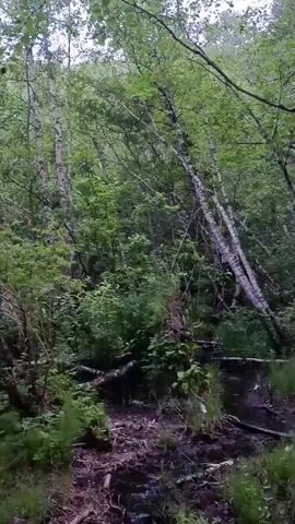 The video shows a close-up of a wet, muddy forest floor with fallen leaves and branches. A small stream of water is visible in the foreground, flowing through the mud. In the background, there are many trees with white bark and green leaves, suggesting a birch forest. The lighting is dim, indicating an overcast day or dense forest canopy. The camera is handheld and appears to be moving slowly, capturing the natural, untamed environment. There are no people or animals visible in the footage.