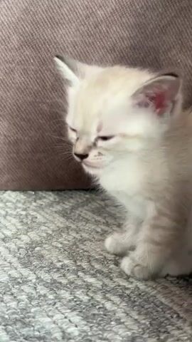This is a video of a very young, light-colored kitten with darker points on its ears and face. The kitten is sitting on a grey, textured carpet. Behind the kitten is a brown upholstered surface, possibly a couch or chair. The kitten's eyes are closed, and it appears to be relaxed or possibly falling asleep. The lighting suggests it is daytime. The kitten has delicate features, including small pink ears, a tiny nose, and faint stripes on its legs. Its fur is fluffy and soft-looking. The overall mood is peaceful and serene, emphasizing the vulnerability and cuteness of the young animal. The location context provided is Обухово, Russia. There is no visible text in the video.