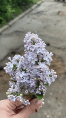 Spring lilac gathering documented in Yaroslavl street photography session