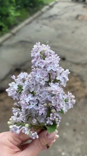 Spring lilac gathering documented in Yaroslavl street photography session