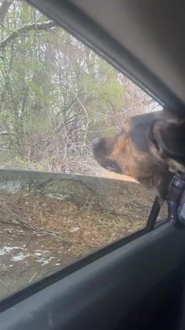 A brown and black brindle dog is captured in a close-up shot, with its head enthusiastically poking out of a car window. The dog's mouth is slightly open and its tongue is visible, indicating its enjoyment of the fresh air and ride. It wears a purple and black patterned harness, with a yellow piece of fabric or a garment visible around its neck.

The view outside the car window reveals a natural landscape dominated by numerous deciduous trees with bare branches, suggesting either late winter or early spring. Patches of snow are visible on the ground, intermingled with some emerging green grass and dried brown vegetation. The overall setting appears to be a rural or semi-rural area in Hudson, United States of America. The scene is illuminated by natural daylight. No text is visible in the frame.