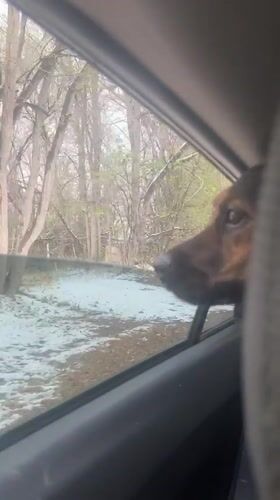 Dog enjoys car ride with head out window in Hudson